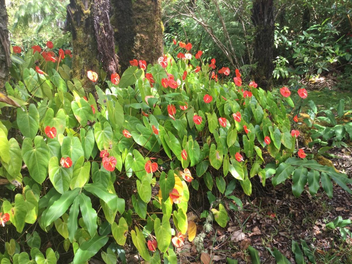 Hale 'Ohu Bed & Breakfast Volcano Exterior photo